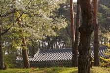 사진, 대한민국, 한국, 전북, 전라북도, 국내, 여행, 여행지, 사진, 고창, 고창읍성, 전통, 걷기, 매화꽃, 기와, 소나무 | 아름다운, 여행지, 사진