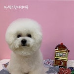 기본케어 목욕 귤귤이 털쪘   #텐즈힐애견미용실 #왕십리애견미용 #상왕십리애견미용 #신당동애견미용 #텐즈힐애견미용... 