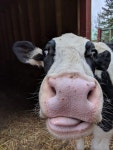 Cows에 관한 403개의 최상의 Pinterest 이미지 | 농장 동물, 시골 생활 및 소 Cows