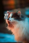 괭이에 있는 지수 심님의 핀 | 귀여운 고양이 배경화면, 재미있는 고양이 사진, 애완동물 제품