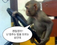 원숭이 짤1