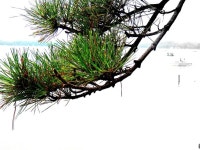 Chinese tree | 나무 그림, 그림, 나무