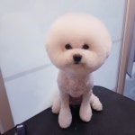 #베이지동물병원미용실 #비숑미용 #비숑프리제 #센트라… in 2020... #베이지동물병원미용실 #비숑미용 #비숑프리제 #센트라… in 2020... 