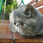 Cats <3에 관한 17개의 최상의 Pinterest 이미지 | 새끼 고양이, 사랑스러운 새끼 고양이 및 Cute kittens Cats <3