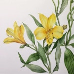 수채화 illustrator에 있는 핀