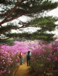 진달래가 흐드러진 김포 가현산 나들이 | 자연 사진, 여행, 풍경 사진