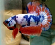 Pin page Pin oleh 임클라 di Betta / 베타 | Ikan cupang, Ikan