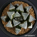 ハオルチア #ピクタ #กระบองเพชร #수 #하월시… | Succulent terrarium, Succulent gardening, Cacti and succulents