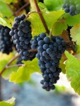 Grape - Pinot Noir | 포도, 덩굴 식물, 과일 나무