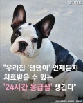 Watch the Best YouTube Videos Online -  우리집 댕댕이 언제든지... 반려동물 #애완견 #응급실 #치료 #병원 #멍스타그램 #댕... 