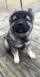 Puppys에 관한 74개의 최상의 Pinterest 이미지 Puppys