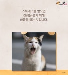 내가 쓰담쓰담해줄때마다 고양이가 하품을 해..그냥 졸려서 그런걸까? - 악플달면 쩌리쩌려버려 - ＊여성시대＊ 차분한 20대들의 알흠다운 공간... 