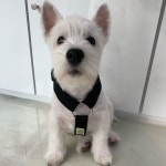 레오야 해줄수있는거 다 해줄게 진심 아프지만말고 건강하게만크자 ? (협박) .... | Terrier dog breeds, West highland white... 