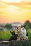 창문 고양이에 있는 서님의 핀 | 고양이 사진, 동물, 고양이