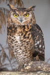 owl에 대한 이미지 검색결과 | Owl pictures, Owl, Animals