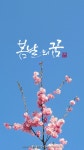 봄 캘리그라피