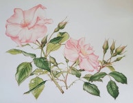 생기며 몰랐던 장미의 아름다움이 보이기 시작^^ #botanicalart #보타니컬아트 #colorpencil #보테니컬아트 #꽃그림 #장미 #rose #flowers