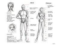 인체 드로잉, 크로키 팁 :: 자료 찾기 팁/사이트/사진 등