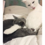 DANI on Instagram: “#팔베개 아닌 #꼬리베개평화의 #그루밍타임 😗과연.....” | ねこ