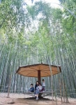 DAMYANG BAMBOO FOREST (죽노원) - Seoulful Family