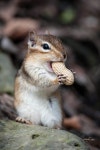 다람쥐  청솔모에 있는 Jin Soon님의 핀 | 야생 동물, 애완동물 제품, 귀여운 아기 동물