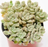 다육식물(多肉植物)의 시작, 꽃이피었습니다 | 다육 식물, 꽃 심기