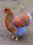 Chickens에 관한 18개의 최상의 Pinterest 이미지 | 농장, 농장 동물 및 닭장 Chickens