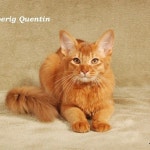 Cats에 있는 Kirishima Koriki님의 핀 | 고양이