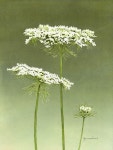 Pin by SoonOk Lim on 한지그림 | Flower painting, Queen annes lace flowers, Watercolor artist