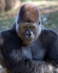 GORILLA에 있는 핀