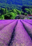 Provence에 관한 448개의 최상의 Pinterest 이미지 | 프로방스 프랑스, 아름다운 장소 및 아름다운 꽃 Provence