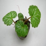 대림원예종묘 농업회사법인(주) - 2021 | 정원 가꾸기, 정원