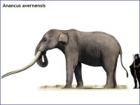 아난쿠스 Pin by 성빈 김 on 아이스에이지 in 2024 | Prehistoric animals, Prehistoric wildlife, Extinct animals