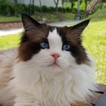 Pin on 렉돌 Rag doll - 폴집사