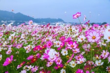 Cosmos flowers. | 꽃그림