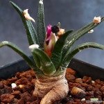 아가베목단 2(Ariocarpus agavoides) - 아프리카식물(Africa Plant)
