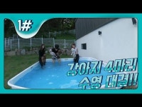 Watch 강아지4 마리와 독채 애견펜션![ 나태커플 N.T couple .도아 . 화정 | 거리