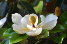 Pin on 목련화