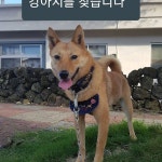 잃어버린 장소 서귀포시 효돈 하나로마트 사거리 연락처  #Repost @treasured_jindos      #강아지를찾습니다 . 잃어버린 장소... 