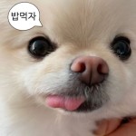 밥먹자 Pin by 웃짤썰모음 on 말풍선 짤 / 귀여운 밈 | Pets, Animals, Dogs