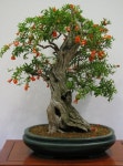 Types of Bonsai Trees | 분재나무, 아름다운 꽃, 예쁜 꽃