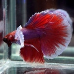 Betta / 베타에 있는 임클라님의 핀(이미지 포함)