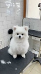 #포메 #포메라니안 #포메미용 #포메곰돌이컷 #애견미용 #천안애견미용 #신부동애견미용 #두정동애견미용 #퍼피썬 #dog... 