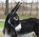 Donkeys에 관한 25개의 최상의 Pinterest 이미지 | 말, 농장 동물 및 부리 토 Donkeys