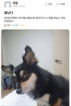 미용실 갔다 온 주인을 본 댕댕이와 캬루 미용실 갔다 온 주인을 본 댕댕이와 캬루 | Cute animals, Cute funny animals, Funny animals