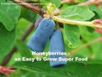 GARDENING!!!에 관한 42개의 최상의 Pinterest 이미지 | 뒤뜰 아이디어, 정원 가꾸기 및 채소 재배 GARDENING!!!