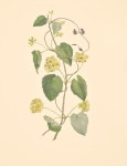 Floralegium에 있는 Henare님의 핀 | 꽃