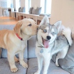 Dog에 관한 78개의 최상의 Pinterest 이미지 | 강아지, 시베리안 허스키 및 고양이 Dog