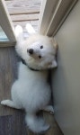 Pin de caroline fransisca em 강아징 | Cachorros samoieda, Lindos filhotes, Samoieda