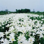 Lily & Daylily에 있는 Flowers In Heart님의 핀 | 꽃